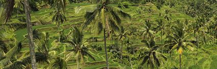Rice Terraces - Bali (PBH4 00 16585)